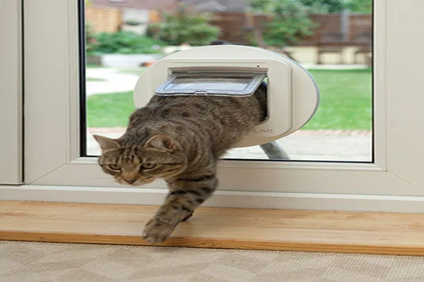 pet flaps torbay